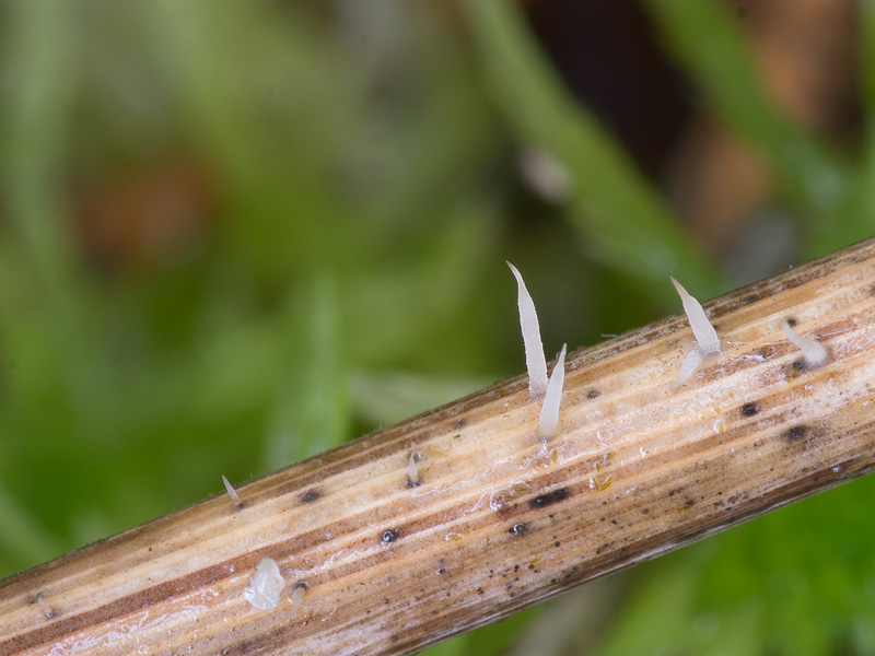 Pterula gracilis